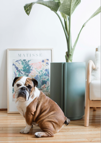 Keep Your Dog Away from Your Houseplants