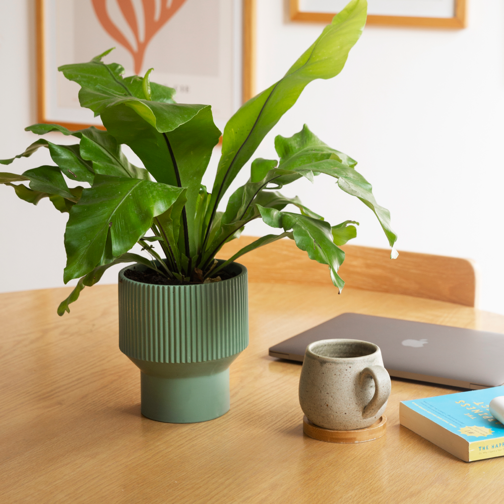 Image from products-gallery metafield